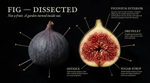 A dark academia, vintage natural-history illustration style infographic poster: - AI生成图片 1