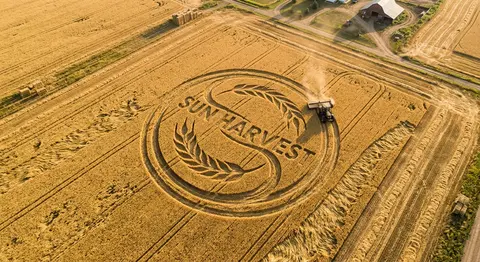 Aerial drone photograph of a golden-yellow wheat field in late-summer harvest li - AI生成图片 2